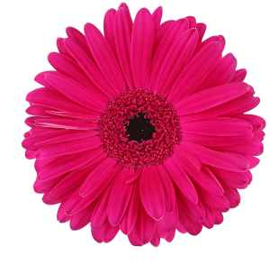 Roze bloem